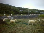 八丈 写真 035.jpg