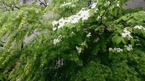 DSC_2056.jpg