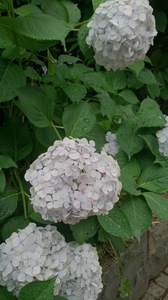 DSC_2291.jpg