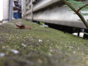 IMG_0915.jpg